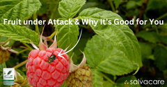 Your Fruit Is Under Attack. That's Exactly Why It's Good for You. And Why the Peeler in Your Drawer Might Be Undoing It.
