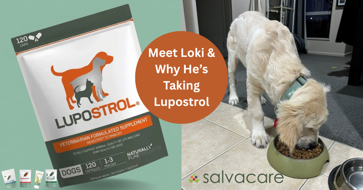 Meet Loki - And why he’s taking Lupostrol every day. Tristen tells his story of his new addition to the family.