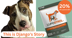 Supporting our Loved Furry Family Members in Their Senior Years - Django’s Family Tells Their Story