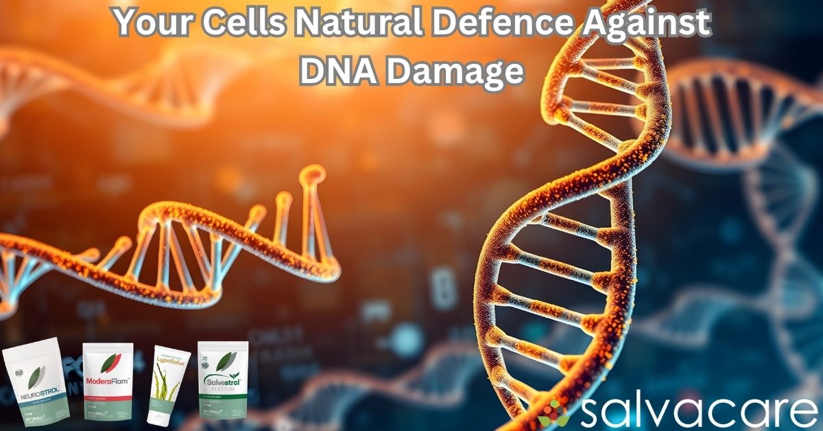 Your Cells Have a Natural Defence Against DNA Damage. Here's Why Most People Have Stopped Feeding It and How to Change That.